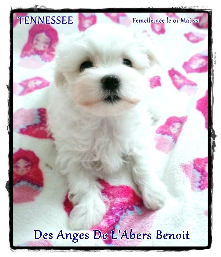 TENNESSE Des Anges De L'Abers Benoit