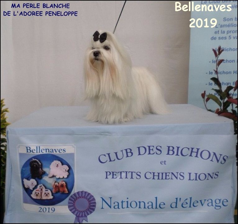 NE BICHONS 14/09/2019 bellenaves